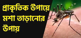 ঘর থেকে মশা তাড়ানোর সহজ মাধ্যম কী? ক্ষতিকর মশার কয়েল ছাড়াই কীভাবে ঘরোয়া উপায়ে মশা তাড়ানো যায়? ঘর থেকে মশা তাড়ানোর সহজ মাধ্যম কী, ক্ষতিকর মশার কয়েল ছাড়াই কীভাবে ঘরোয়া উপায়ে মশা তাড়ানো যায়.