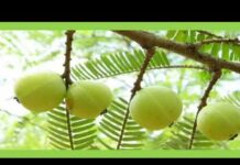 আমলকী খাওয়ার উপকারিতা কী কী? আমলকি খাওয়ার নিয়ম ও উপকারিতা। আমলকির কোনো পার্শ্বপ্রতিক্রিয়া আছে? আমলকী খাওয়ার উপকারিতা কী কী? আমলকি খাওয়ার নিয়ম ও উপকারিতা। আমলকির কোনো পার্শ্বপ্রতিক্রিয়া আছে?