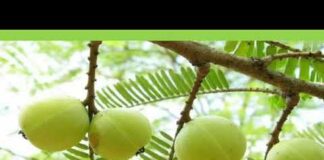 আমলকী খাওয়ার উপকারিতা কী কী? আমলকি খাওয়ার নিয়ম ও উপকারিতা। আমলকির কোনো পার্শ্বপ্রতিক্রিয়া আছে? আমলকী খাওয়ার উপকারিতা কী কী? আমলকি খাওয়ার নিয়ম ও উপকারিতা। আমলকির কোনো পার্শ্বপ্রতিক্রিয়া আছে?